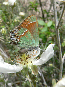 juniper hairstreak
