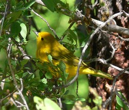 Yellow Warbler