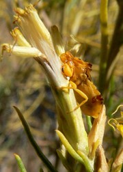 ambush bug