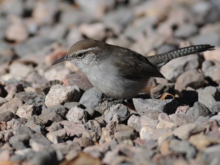 bewicks wren 2