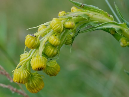 bigelow groundsel