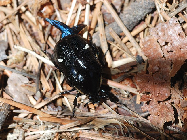 scarab beetle