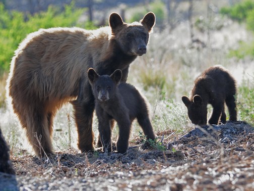 black bear family