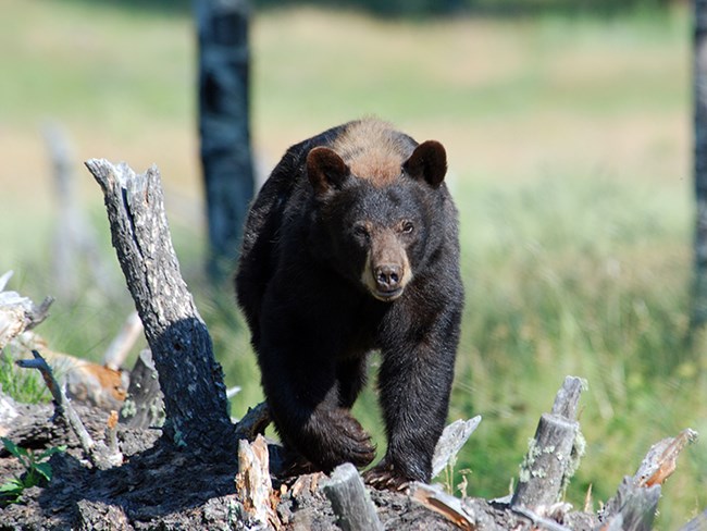 black bear walking on log