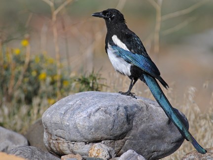 black billed magpie