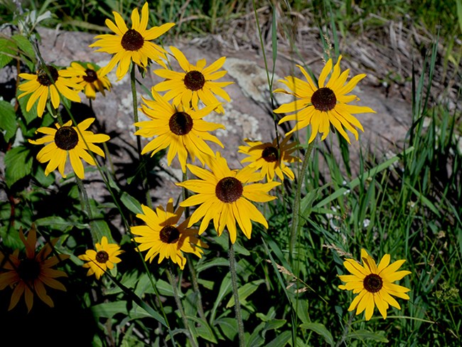 black eyed susans