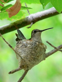 black-chinned hummingbird