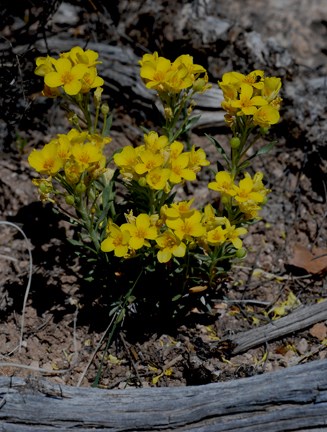bladderpod bladderpod