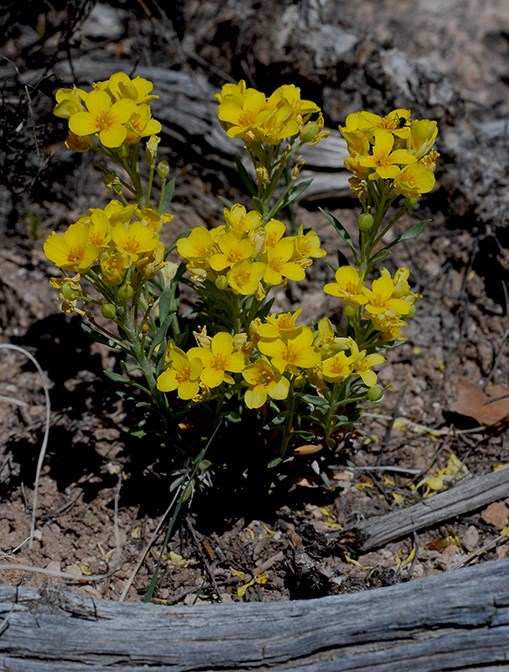 bladderpod