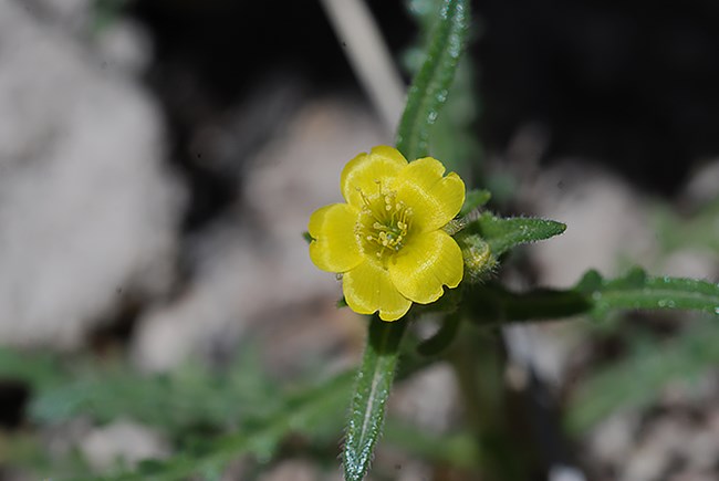 blazing star