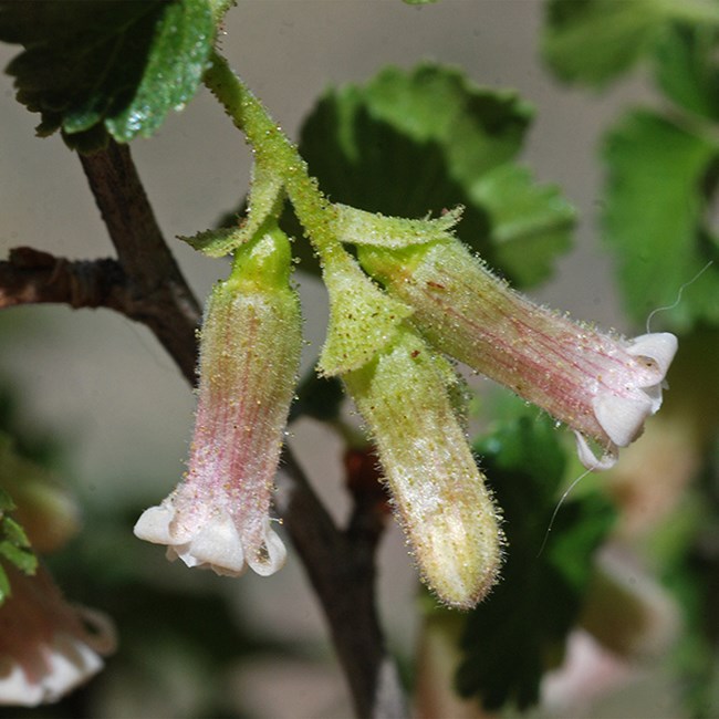 blooming currants