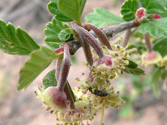 blooming mountain mahogany