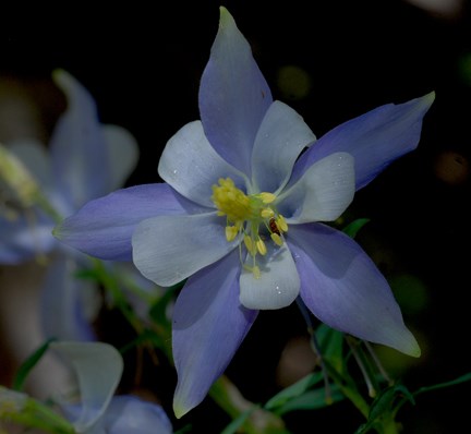 blue columbine