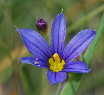 blue eyed grass
