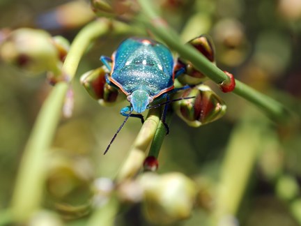 stink bug