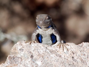 Eastern Fence Lizard