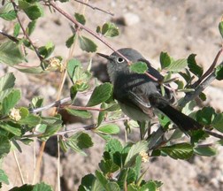 Blue-gray Gnatcatcher