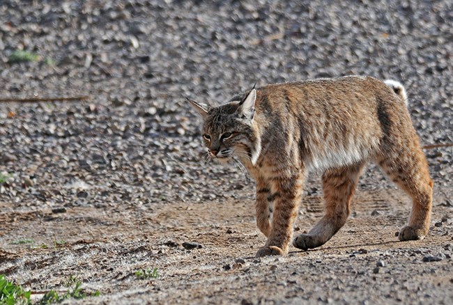 bobcat