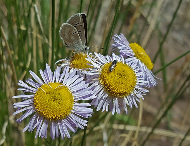 boisduvals blue on aster