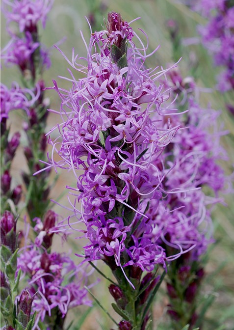 dotted gayfeather