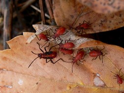 boxelder bugs