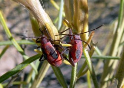 boxelder bugs