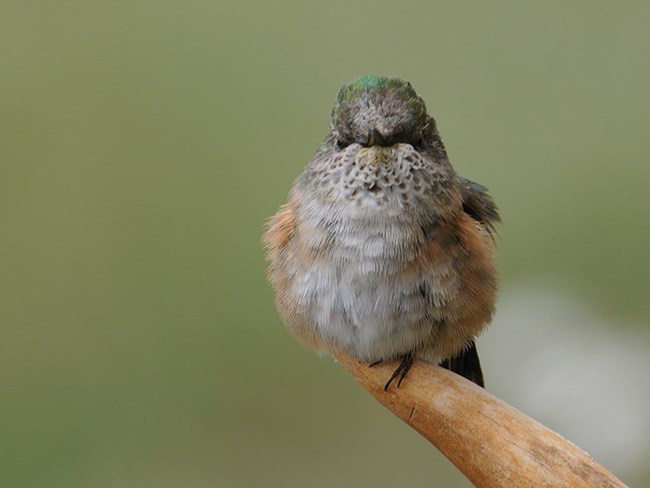 broadtailed female hummer