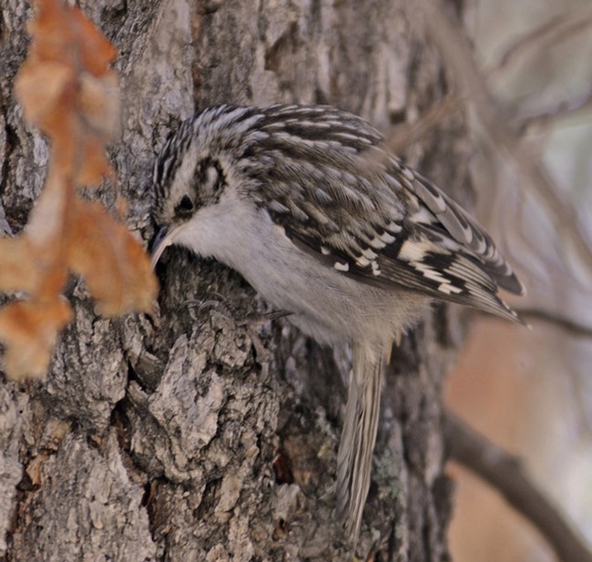 brown creeper