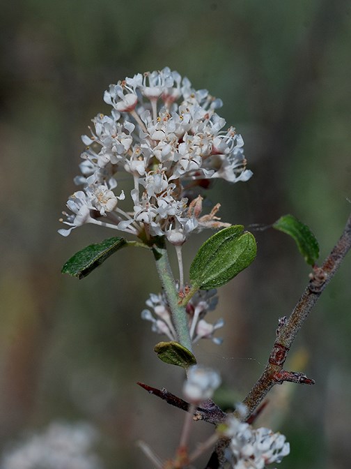 buckbrush