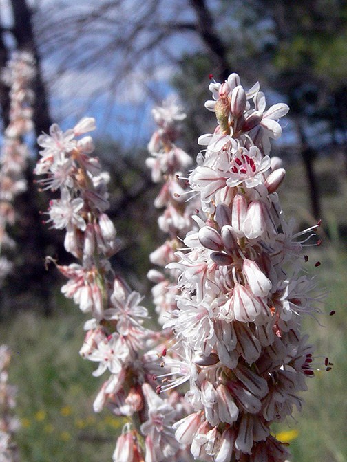 buckwheat