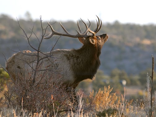 bugling bull elk