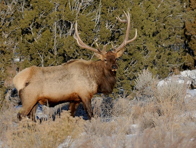 bull elk 3