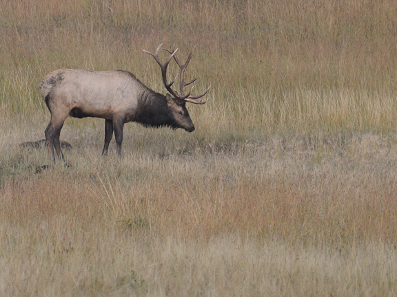 bull elk