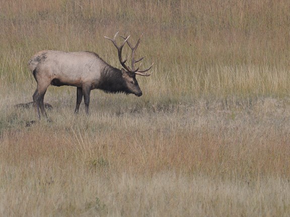 bull elk