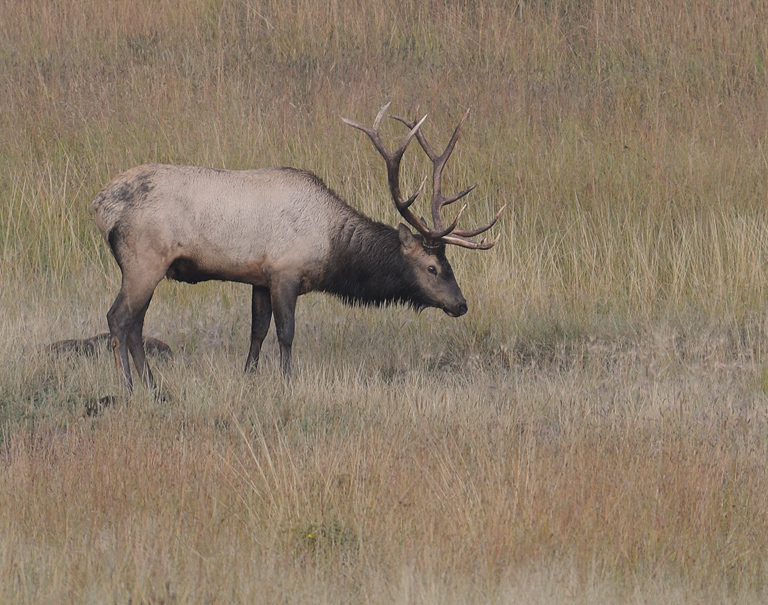 bull elk
