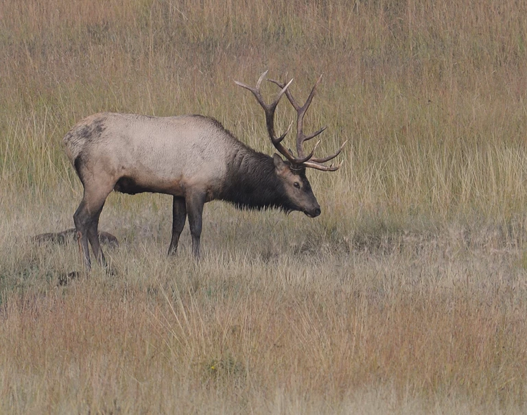 bull elk