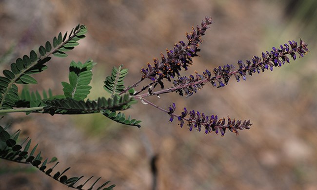 false indigo bush
