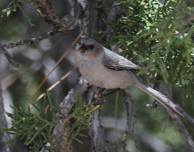 bushtit