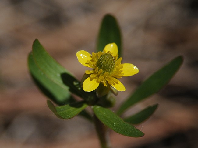 buttercup