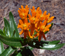 Butterflyweed Butterflyweed
