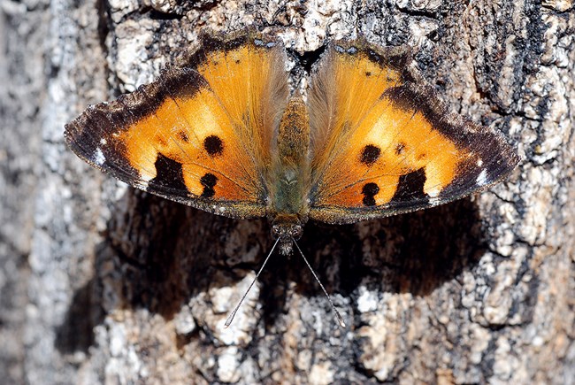 california tortoiseshell