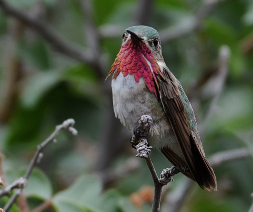 Calliope Hummingbird