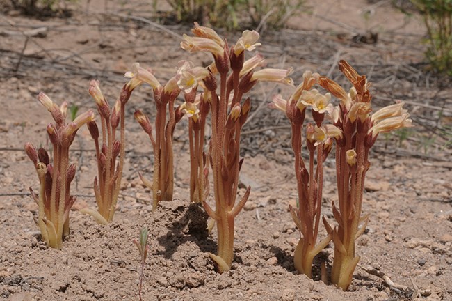 CANCER ROOT