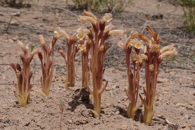 cancer root