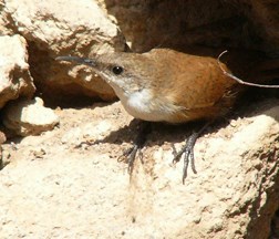 Canyon Wren Canyon Wren