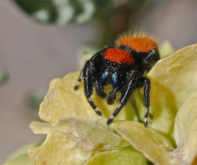 cardinal jumper