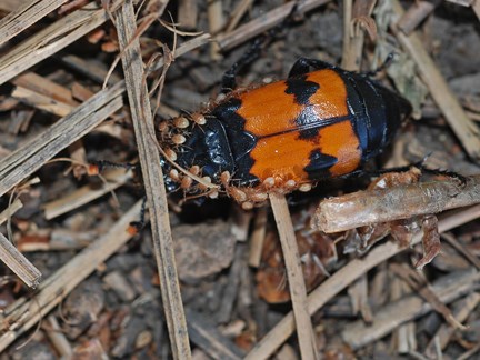 carrion beetle with mites 2