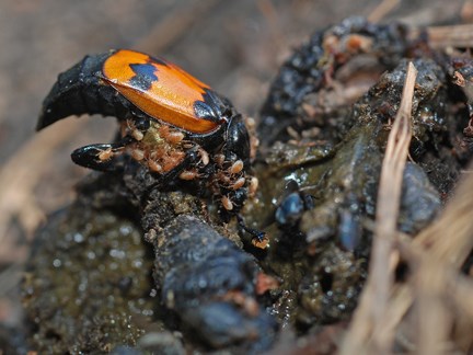 carrion beetle with mites