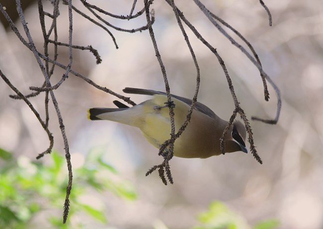 cedar waxwing
