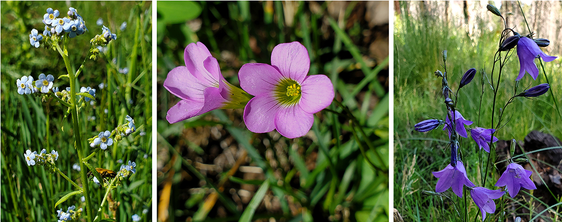 3 mountain flowers, one is purple bell flowers, one has small blue flowers, and one has pink petals